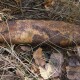 В Луцькому районі сьогодні будуть знешкоджувати вибухівки з Другої світової війни