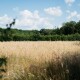 На Волині у держлісгоспах створили понад 200 га кормових полів