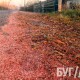 Червоний снігопад. Мешканці Іванич страждають від лушпиння кукурдзи, яке сиплеться з неба