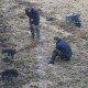 На Волині біля будівлі сільради висадили 200 кущів троянд