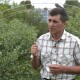 Демобілізований воїн з Волині вирощує майже 10 тисяч кущів лохини. ВІДЕО