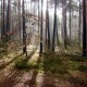 Погуляйко виділив у користування майже 5 гектарів волинського лісу. Кому і для чого?