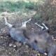 На Волині знайшли загиблого червонокнижного лося