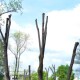 У Луцьку на рік заборонили кронувати дерева