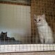 Стерилізація, лікування і перетримка: як на Волині допомагають безпритульним тваринам