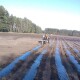 «Заробітки не менші, як у Польщі». У громаді на Волині вирішили робити бізнес на ягодах