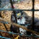 Розвідники підрозділу волинської 100 бригади ТрО ЗСУ врятували пораненого птаха (Фото)