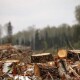 Самовільних рубок на Волині стало менше, – лісівники