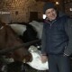 «Працює вдень і вночі». У волинянина в господарстві 30 корів
