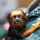 У Луцькому зоопарку з'явився новий мешканець - левиноголовий тамарин. Фото