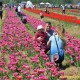 У «Волинську Голландію» приїхали сотні відвідувачів. Фестиваль працюватиме ще два дні