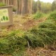 Волинь зберігає лідерство у реалізації програми Президента “Зелена країна”