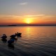 Прекрасні світязькі лебеді у променях західного сонця. ФОТО