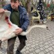 Під Луцьком невідомі підстрелили лебедя. Його лікують у зоопарку