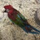 Викрадених папуг повернули у Луцький зоопарк