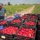 У НБУ прогнозують зменшення потоку українців на польські заробітки