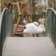 Чому з луцького зоопарку звільняються люди