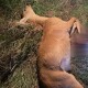 Волиняни вночі застрелили двох косуль. Їх вже затримали