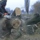 У Луцьку зрізають дерева. Кажуть, що вони аварійні, всохлі або вражені шкідниками