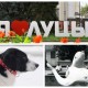 ТОП-5 тварин – неформальних символів Луцька