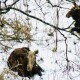 На Волині кількість диких тварин визначають за допомогою безпілотників