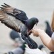 Волинський ветеринар розповів про хвороби, які можуть передавати голуби