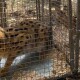 У Луцькому зоопарку нові жителі - пара сервалів