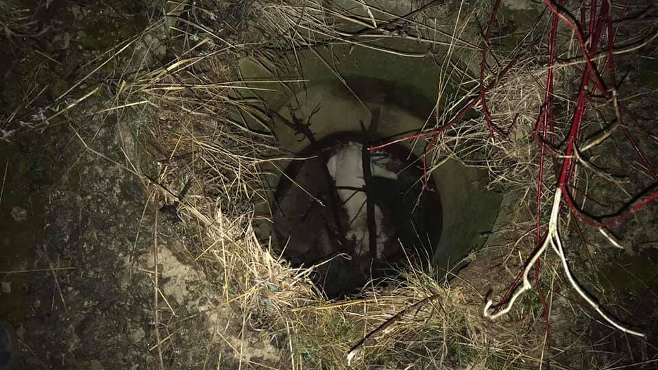 Як у Луцьку підлітки, рятувальники та ловці визволяли собаку із каналізаційного люка