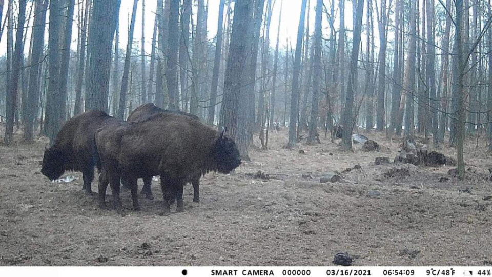 Зубри є.  Вони попалися у фотопастку в лісі біля Звірова