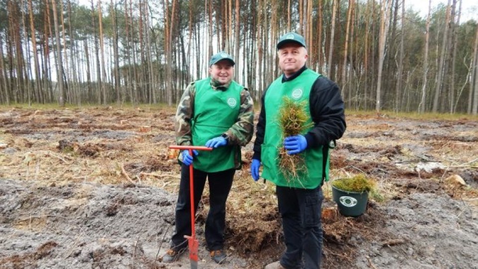На Волині на місці вирубаної ділянки посадили молодий ліс