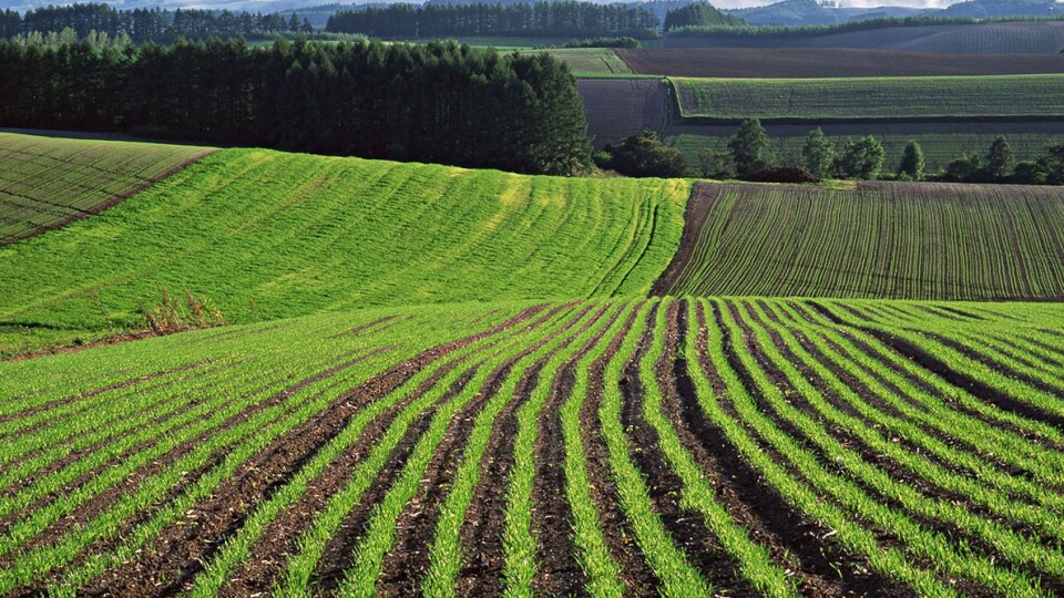 Продаж сільськогосподарської землі в Україні можуть дозволити вже до кінця року