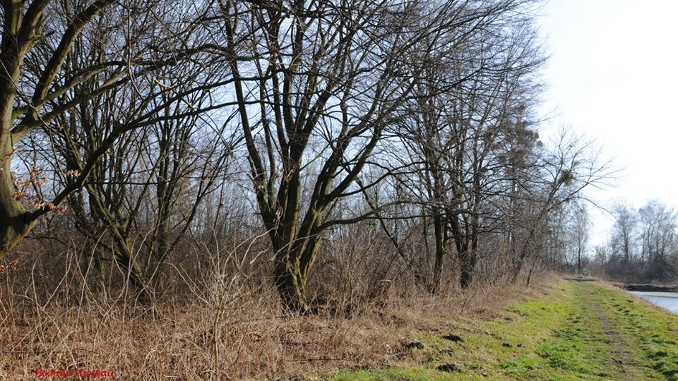 «Неймовірна ознака весни». Луцький фотограф у лютому відзняв комарів