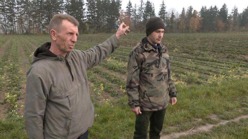 На Волині орендар переорав гектар полуниці і засіяв пшеницею: господар землі хоче судитись