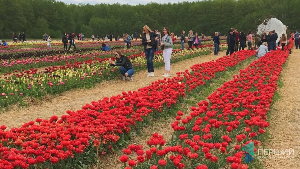 Відкривають «Волинську Голландію». Відвідувачів чекають вже 6 травня