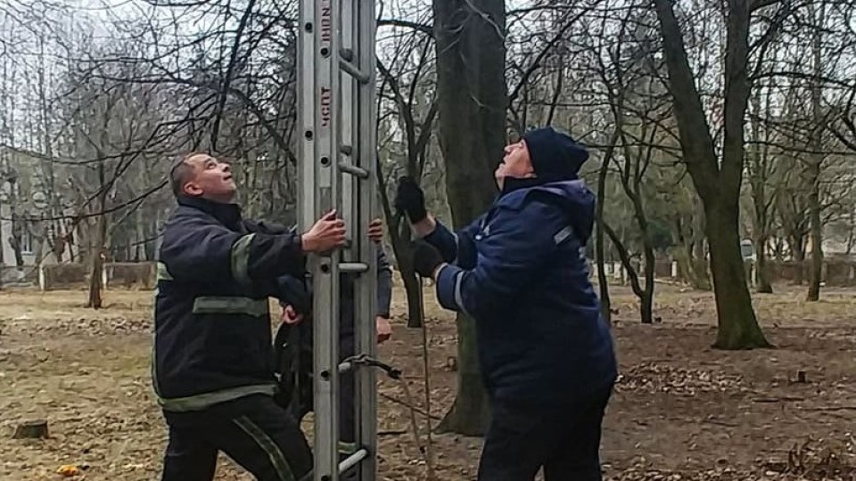 У Луцьку пожежники врятували кошеня, яке добу сиділо на дереві. ФОТО. ВІДЕО