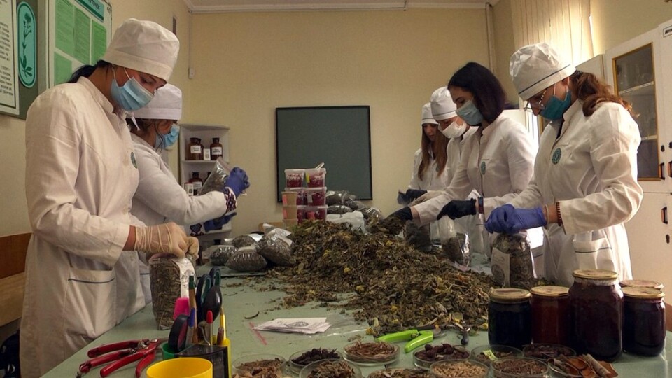 Луцькі студенти виготовили понад дві тонни мазей і чаїв для воїнів