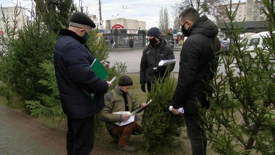 У Луцьку незаконно продавали ялинки. Порушників оштрафували