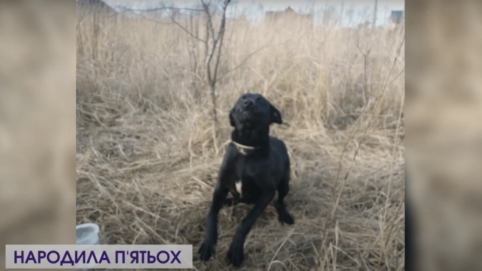 Прив'язали посеред поля. На Волині волонтери врятували собаку, яку покинули господарі
