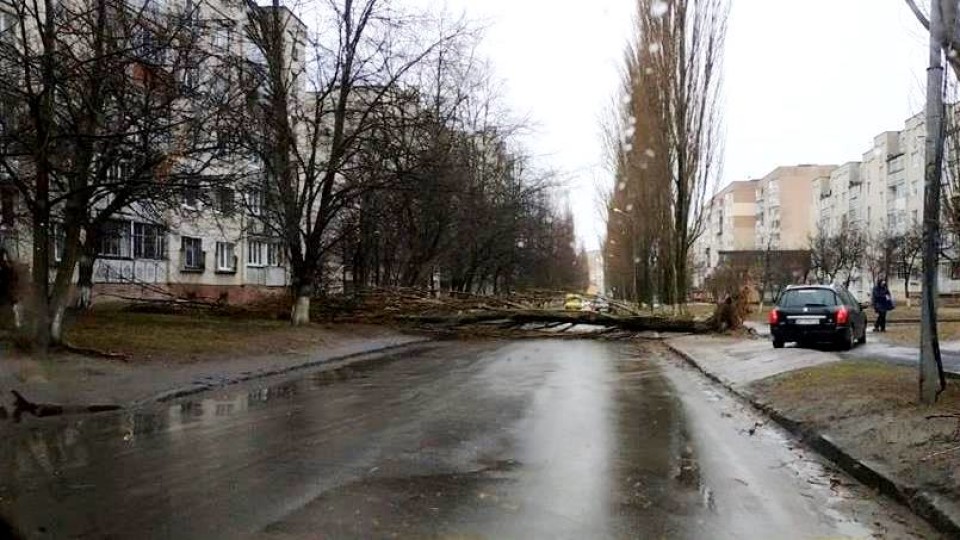 У Луцьку впало дерево і перегородило дорогу. ФОТО