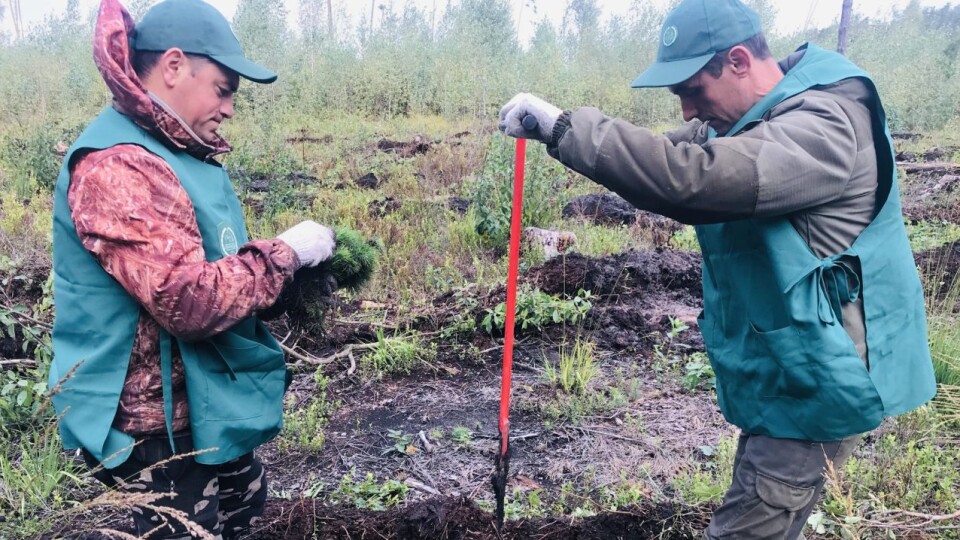 «Зелена країна»: на Волині минулого тижня висадили більш як мільйон дерев