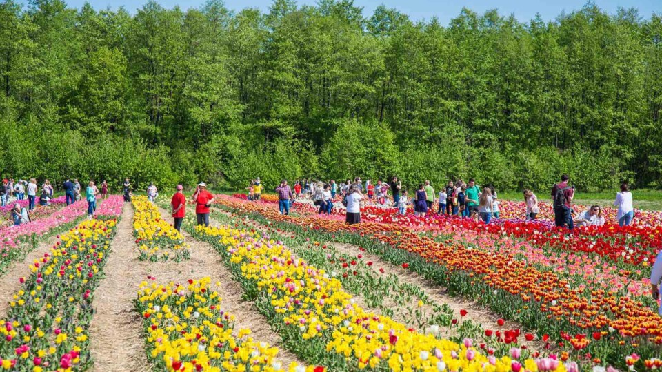 «Волинська Голландія» продовжує роботу ще на три дні