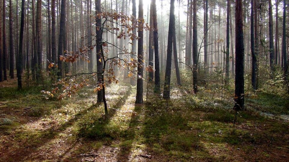 На Камінь-Каширщині людям заборонили ходити до лісу