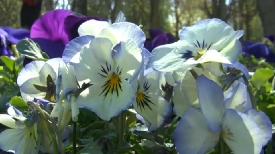 У Луцьку заквітчують клумби. ВІДЕО