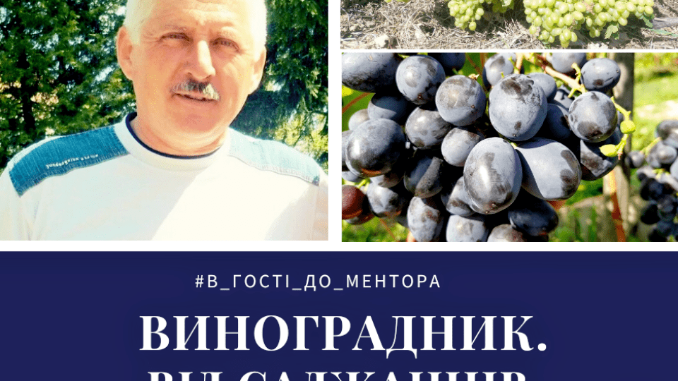 Волинянин вирощує 150 сортів винограду майже 13 років