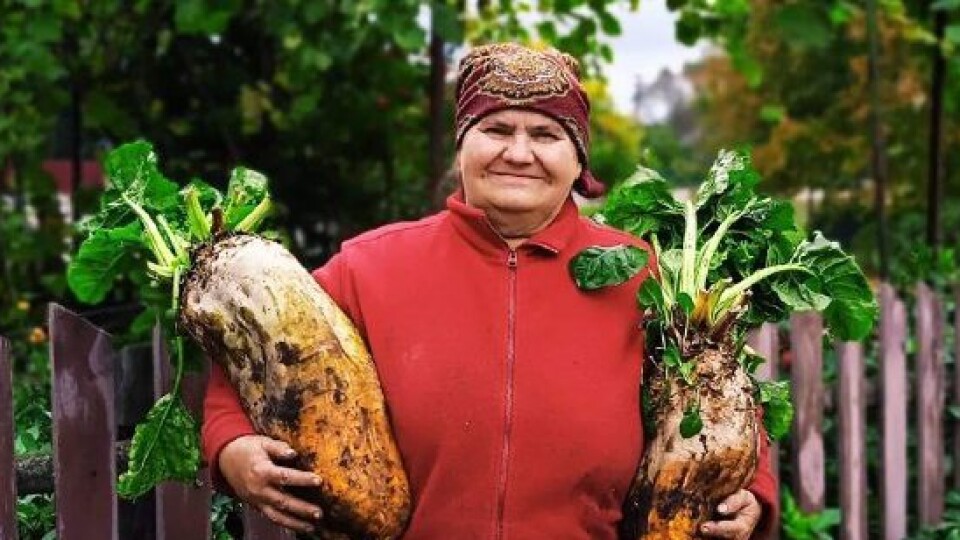 У волинян на городі вродили гігантські буряки. ФОТО