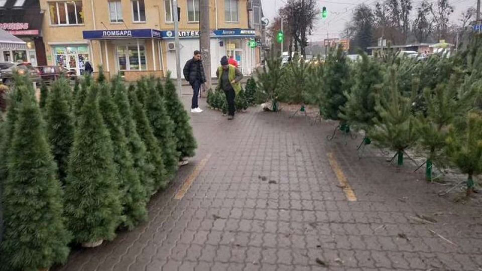 У Луцьку вже продають живі ялинки. За скільки можна купити новорічне дерево