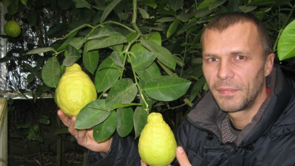 «Лимони» на лимонах. Один із найуспішніших цитрусоводів країни живе в селі на Волині