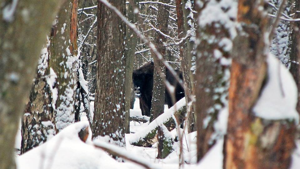 Як у «Цуманській пущі» зубра шукали. ФОТО