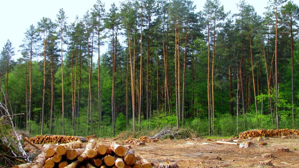 Лісівники з початку року заплатили понад 103 мільйони гривень податків
