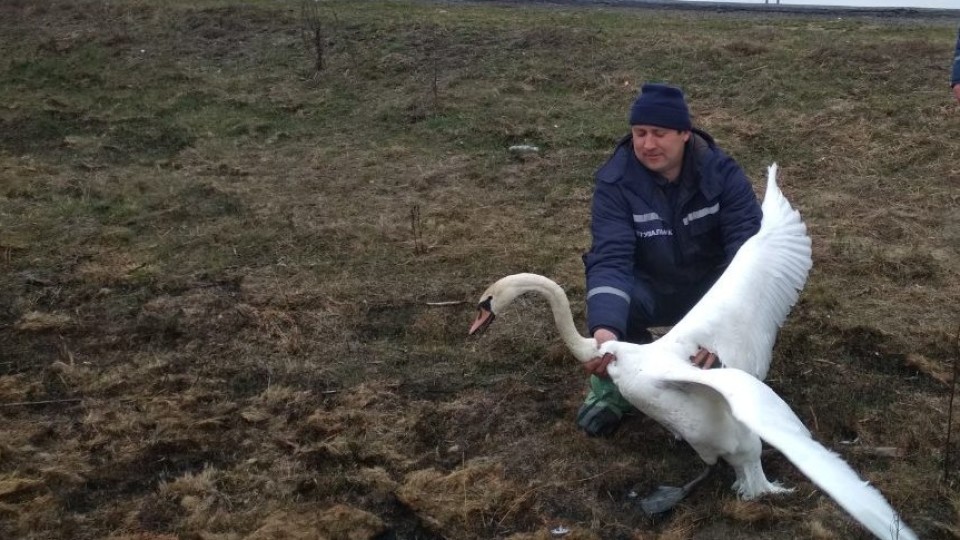 На Волині врятували лебедя, який заплутався в браконьєрських сітках. ФОТО